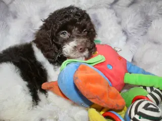 Cockapoo dogs Cockapoo babies ready from 31st August - Advert 4