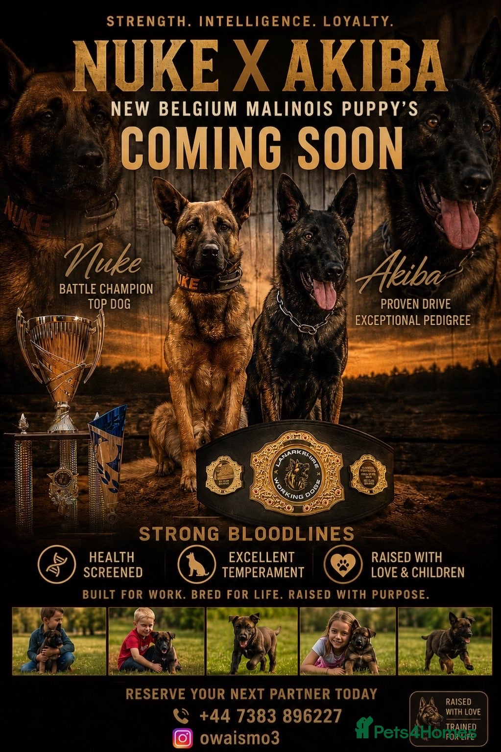 Belgian Shepherd Dog dogs  Belgian Malinois KC Bloodline Puppies - Advert 1