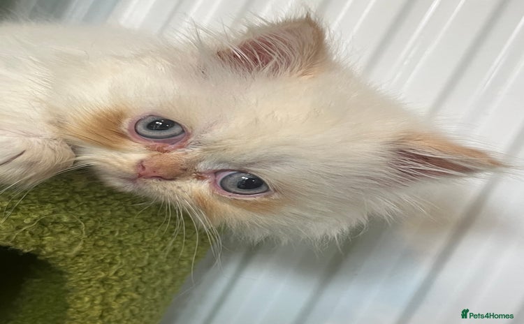 Persian cats - Advert 2