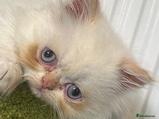 Persian cats - Advert 12