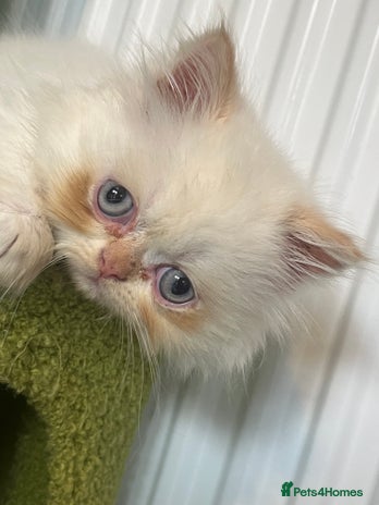 Persian cats - Advert 4