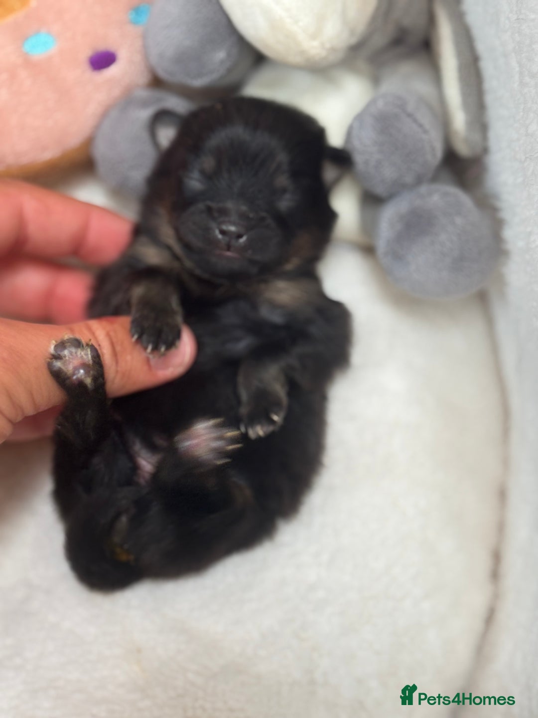 Pomeranian dogs for sale: Pomeranian puppies - Image 8