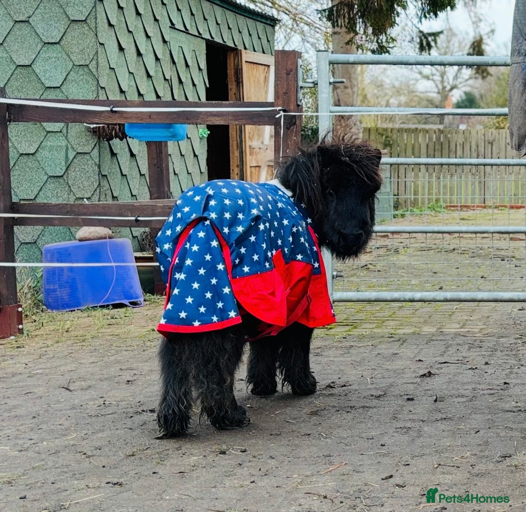 Shetland pony horses for sale: Black Colt miniature shetland - Advert 2