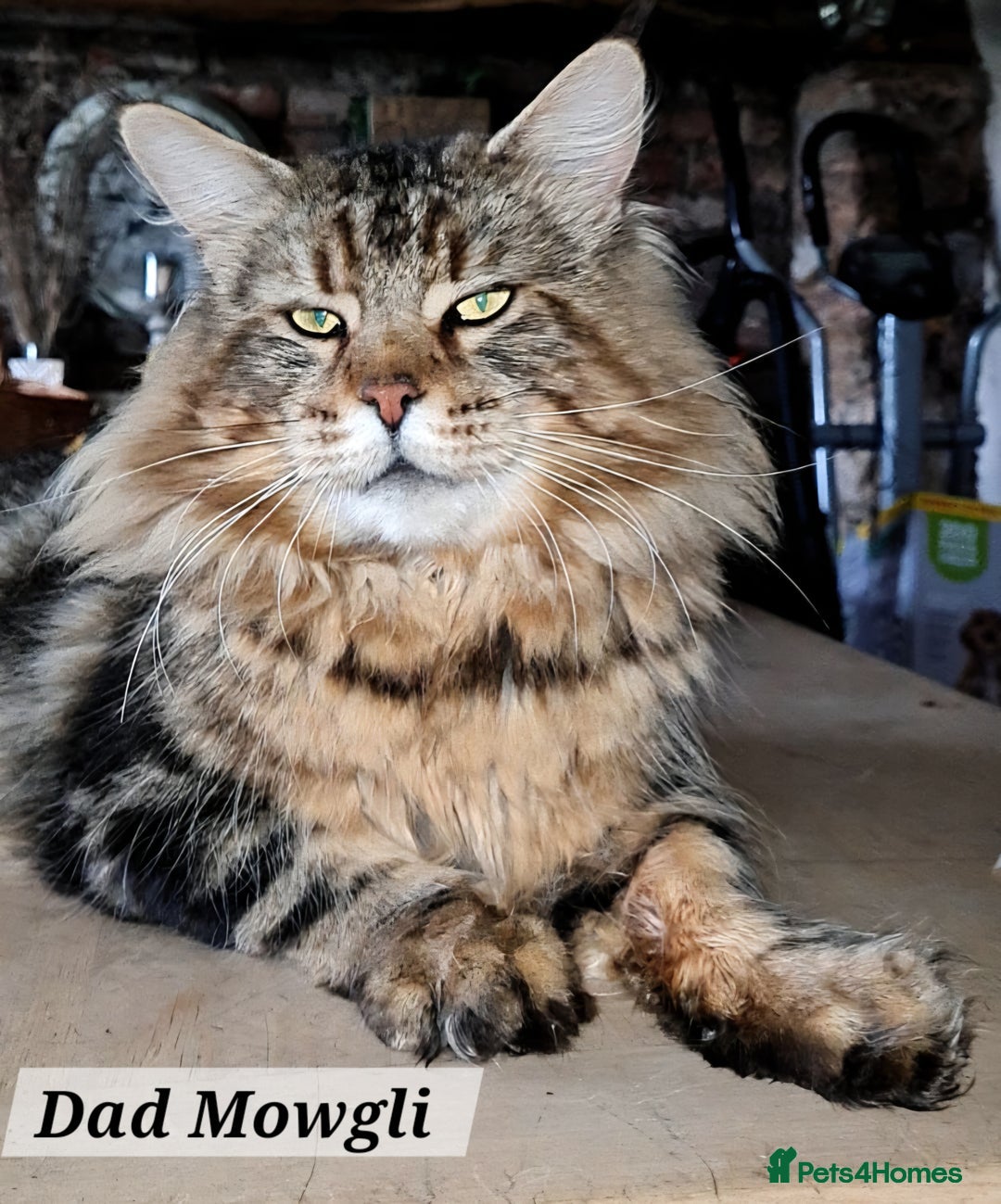 Maine Coon cats for sale: Maine Coon Kittens  - Advert 27