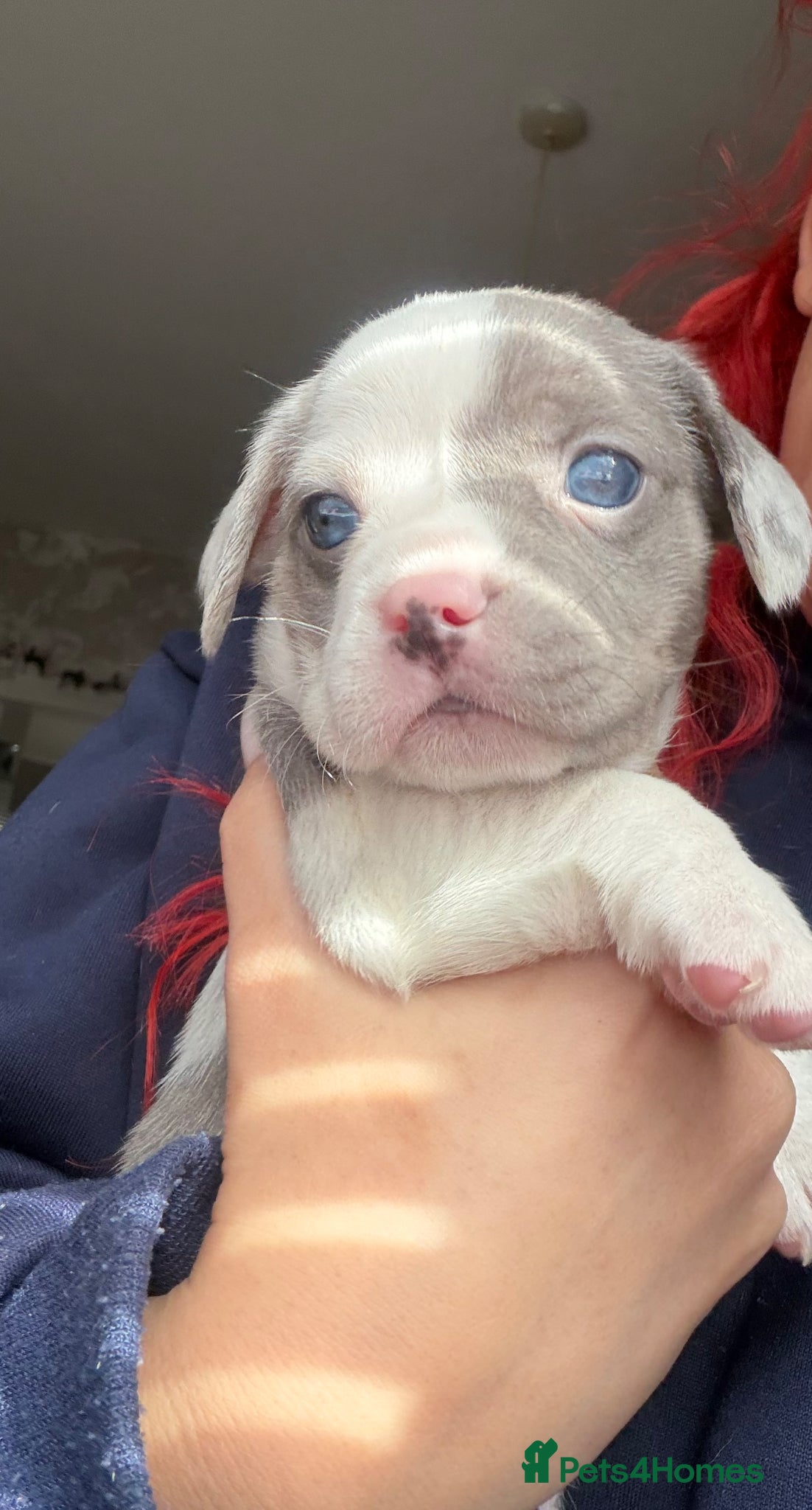 Mixed Breed dogs FOR SALE French Bull Wieners Puppies  - Advert 14