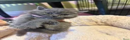 British Shorthair cats for sale: British Short Hair kittens for sale - Advert 3