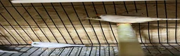 Mixed Breed birds for sale: Zebra finches  - Advert 6