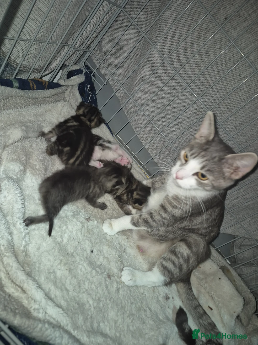 Mixed Breed cats for sale: 3 beautiful boy  - Advert 1