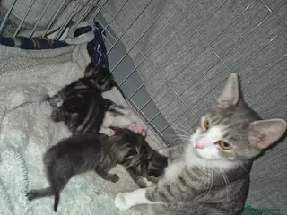 Mixed Breed cats 3 beautiful boy - Advert 1