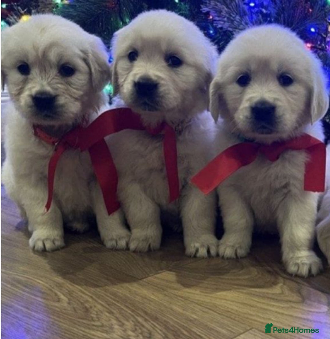 Golden Retriever dogs for sale: KC Reg Health Tested Golden Retriever Puppies - Advert 5