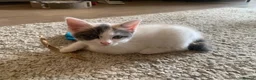 Mixed Breed cats for sale: Meet the Purr-fect Trio: Kurilian Bobtail Mixes - Advert 19