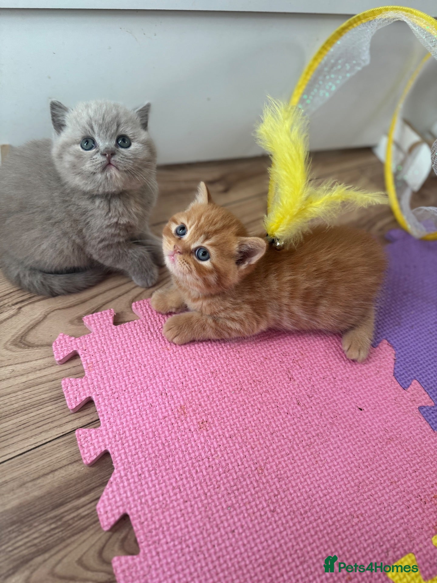 British Shorthair cats 🧡✅BSH red and lilac 💜Tica reg  - Advert 2