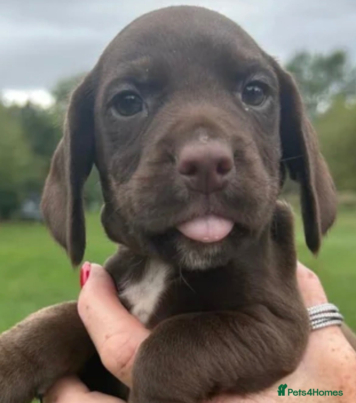 Cocker Spaniel dogs 2 LEFT !!! BEAUTIFUL COCKER SPANIEL PUPS FOR SALE - Advert 1