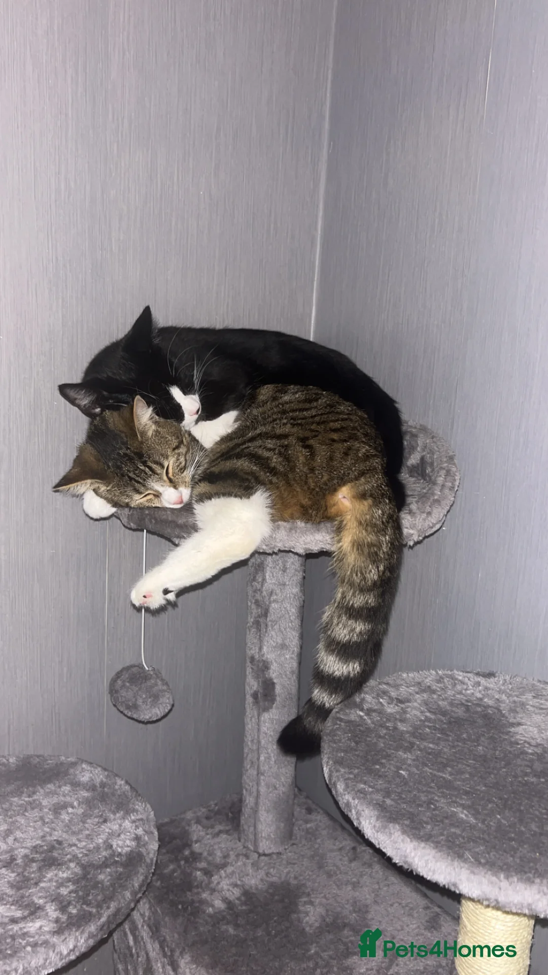 Mixed Breed cats for sale: 2 beautiful cats in Rugeley - Advert 3