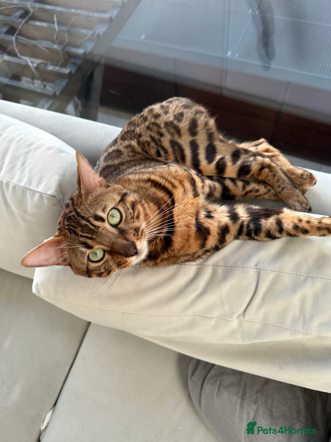 Bengal cats for sale: Sepia Bengal X Savannah kittens Extremely rare  - Advert 40