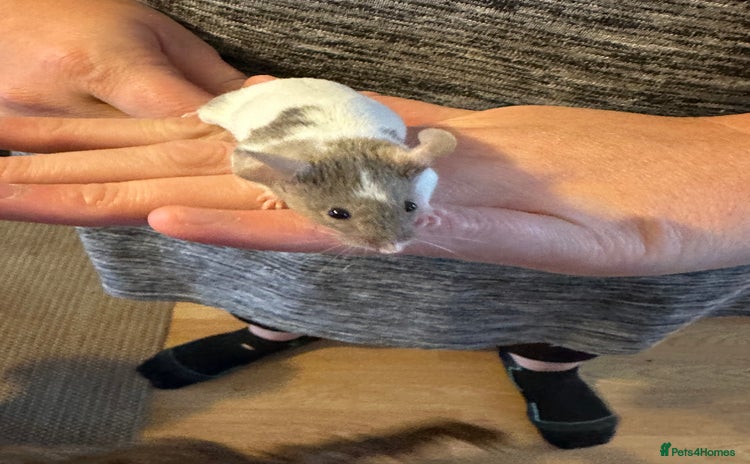 Mouse rodents - Advert 1