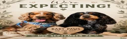 Cocker Spaniel dogs for sale: Beautiful Show Cocker Spaniel Puppies  - Advert 23