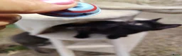 Mixed Breed cats for sale: Beautifull friendly famale kitten  - Advert 11