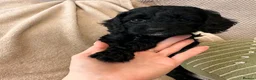 Cockapoo dogs for sale: Beautiful litter of f2 Cockapoo's in Weston-super-Mare - Advert 4