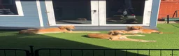 Saluki dogs for sale: 2 VERY HANDSOME SALUKI BOY'S 100% in Wellington - Advert 7