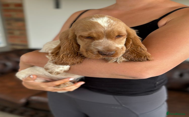 Cocker Spaniel dogs - Advert 1