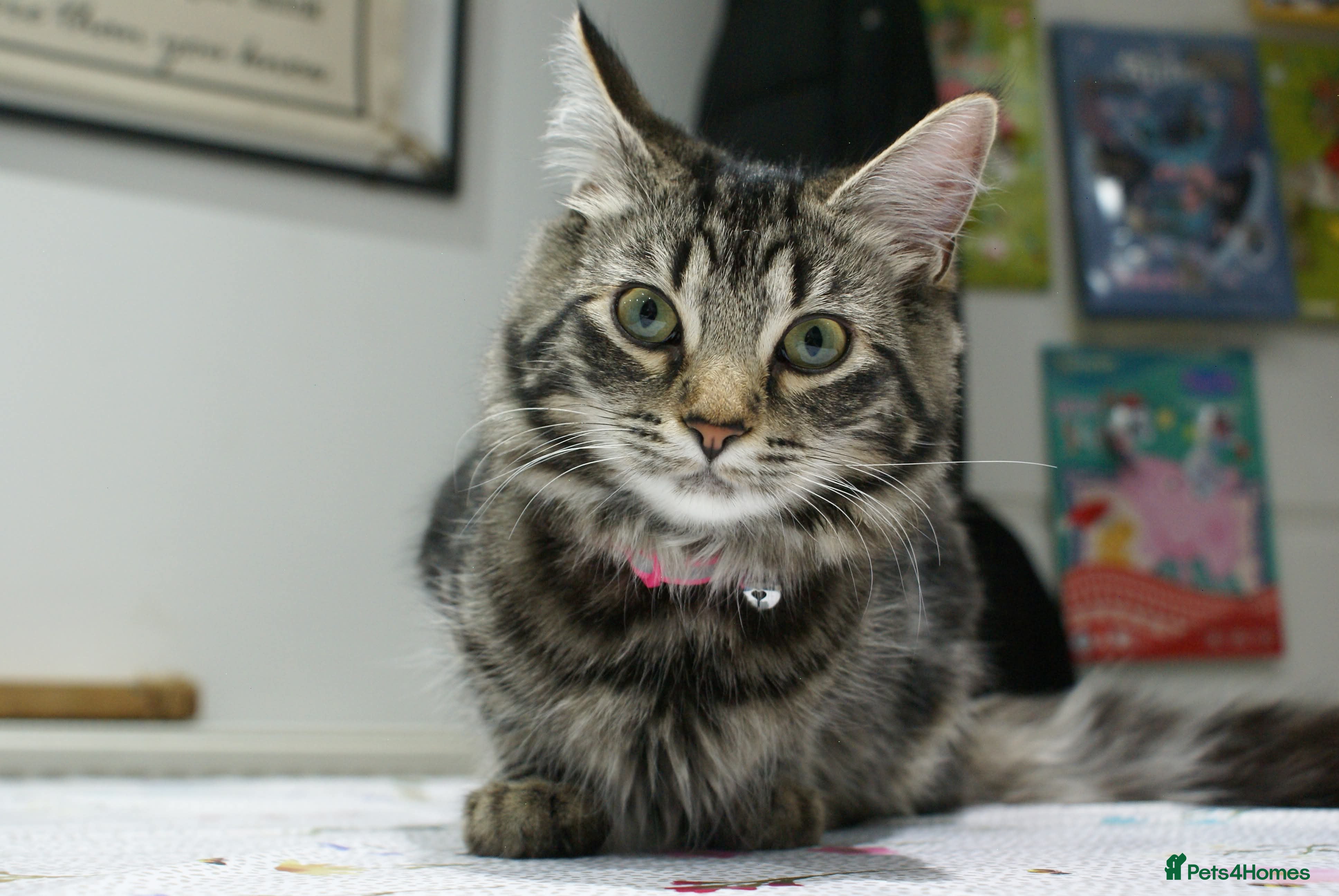 Maine Coon cats Maine coon/ rag doll kittens - Advert 1