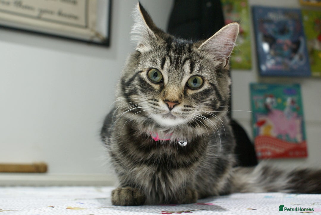 Maine Coon cats for sale: Maine coon/ rag doll kittens - Advert 1