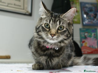 Maine Coon cats Maine coon/ rag doll kittens - Advert 7