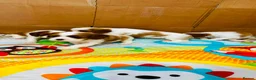 Cavalier King Charles Spaniel dogs for sale: Cavalier King Charles Spaniel - Advert 6