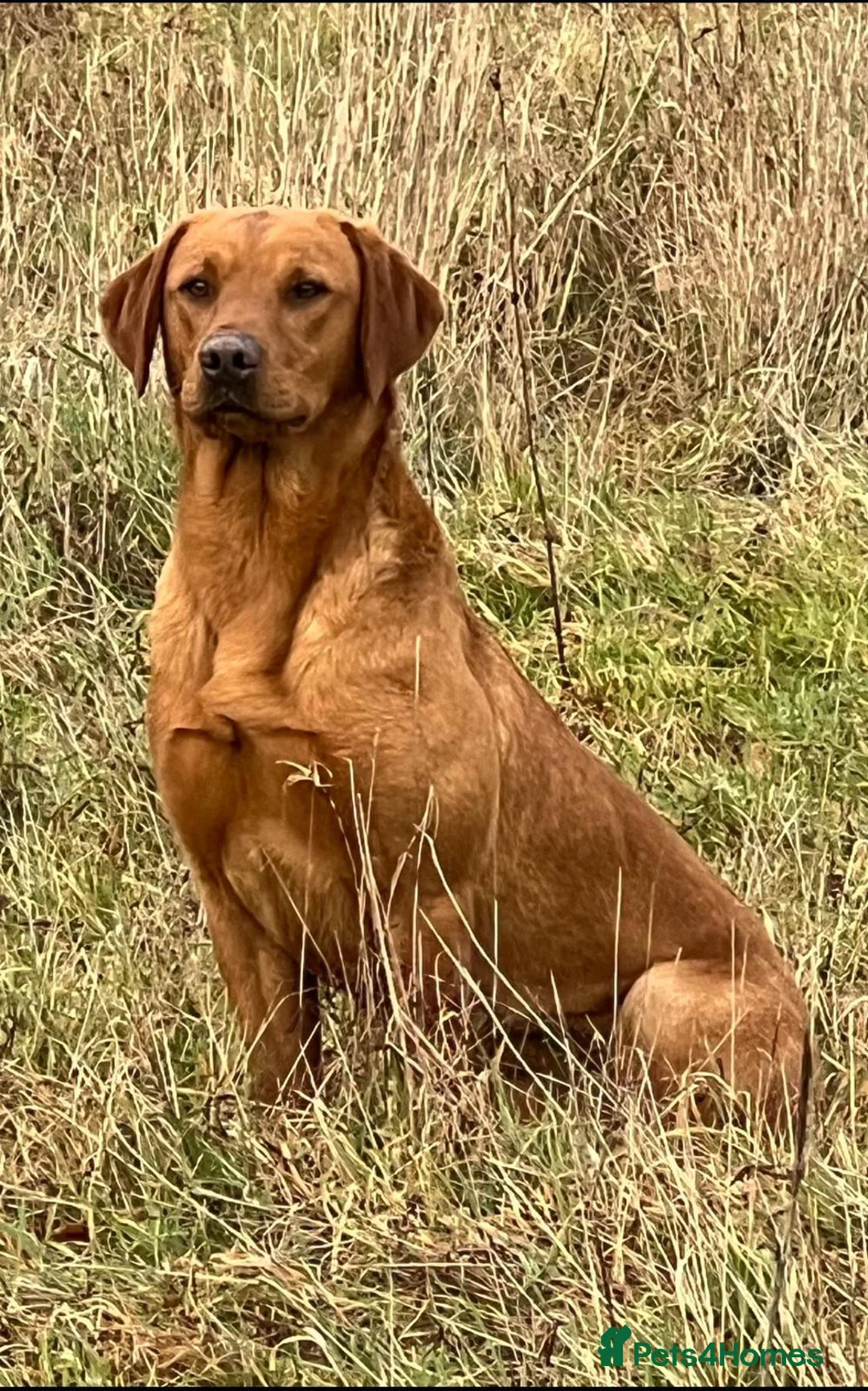 Labrador Retriever dogs for stud: EXTENSIVELY HEALTH TESTED FOX RED LABRADOR AT STUD in Petworth - Advert 11