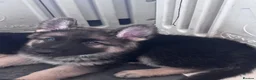 German Shepherd dogs for sale: German shepherd puppies long hair… - Advert 2