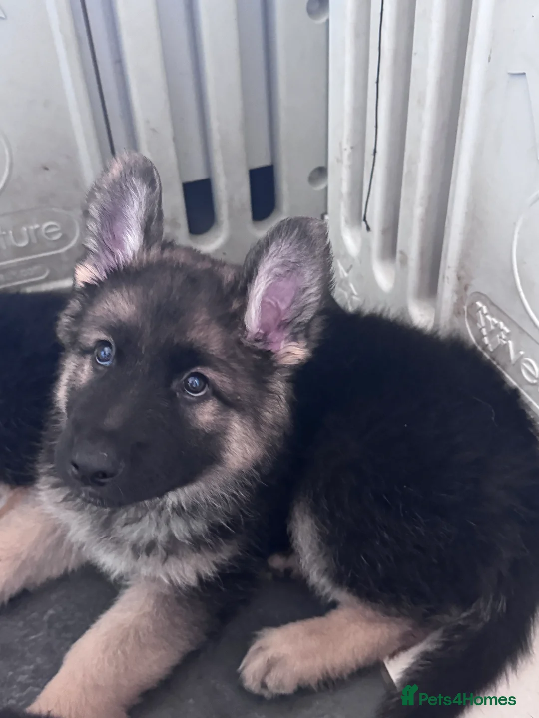 German Shepherd dogs for sale: German shepherd puppies long hair… - Advert 2