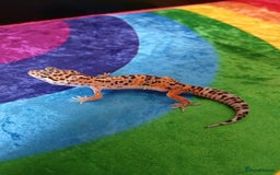 Leopard Gecko reptiles for sale: Baby's leopard geckos  in Rochester - Image 10