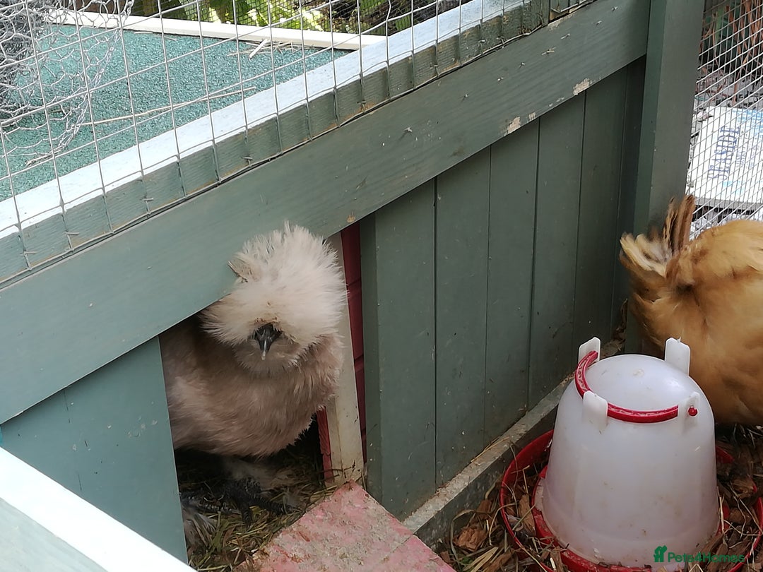 Chickens poultry for sale: JOB LOT COOP, 3 SILKIE HENS+ALL ACCESSORIES  in Colwyn Bay - Image 4