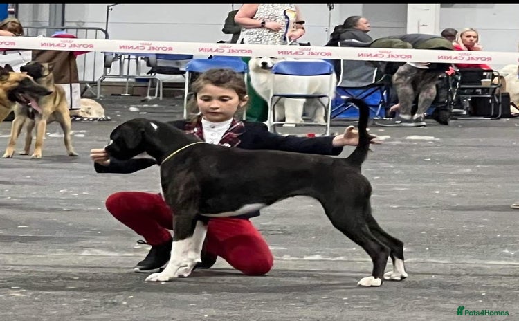 Boxer dogs - Advert 1