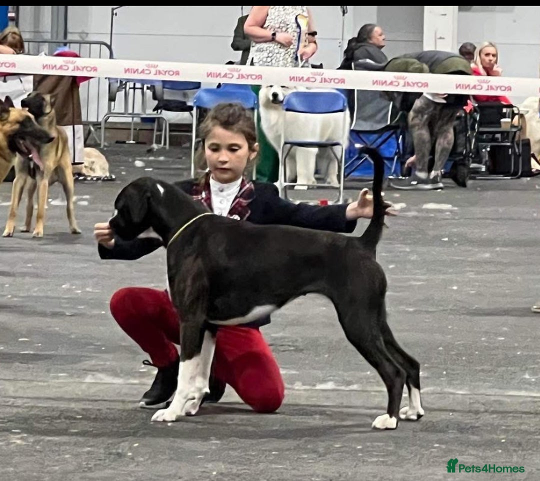 Boxer dogs for sale: Gorgeous boxer puppies from health tested parents  - Image 2