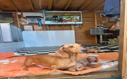 Mixed Breed dogs for sale: Stunning daxiepoos - Advert 9