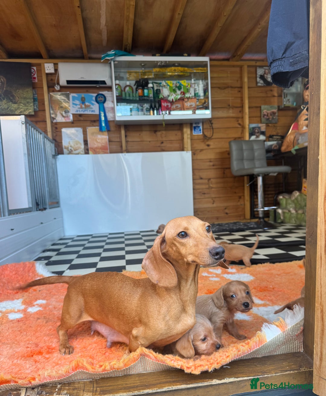 Mixed Breed dogs for sale: Stunning daxiepoos - Advert 9