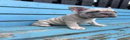 French Bulldog dogs for sale: French bulldogs ready to go now - Advert 5