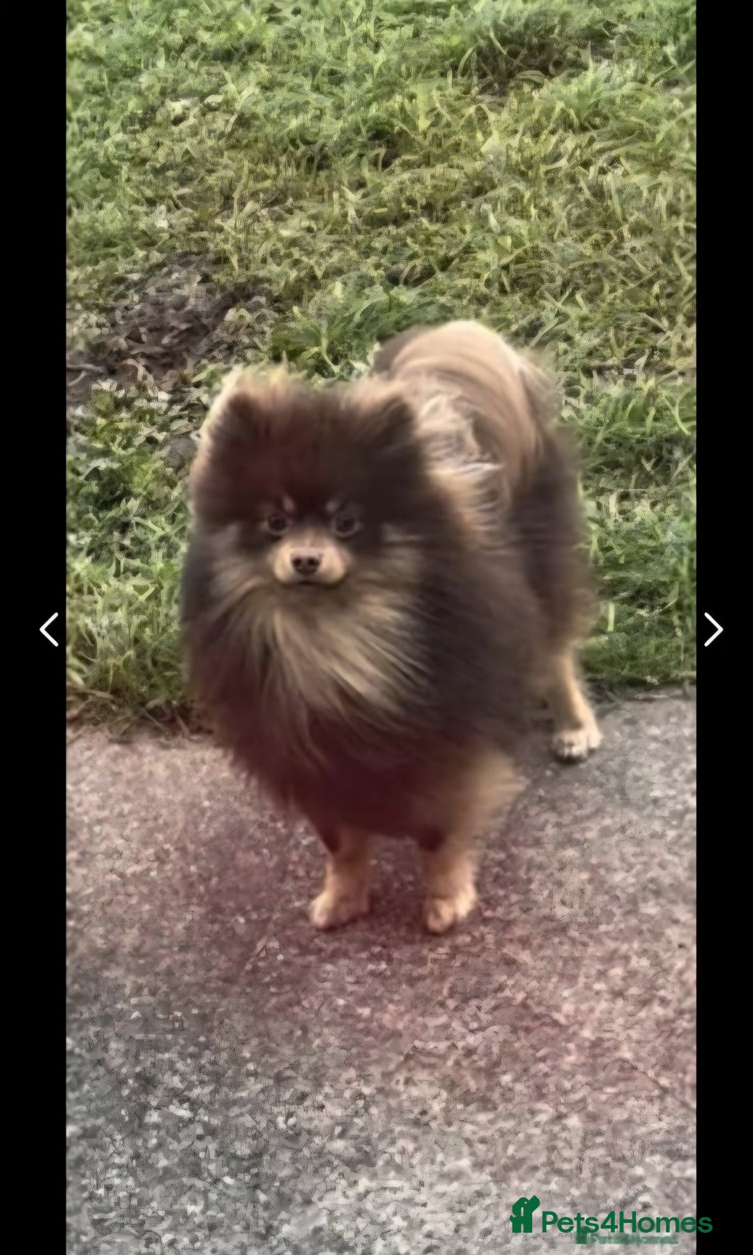 Pomeranian dogs for sale: Pomeranian kc registered boy pup, last in litter - Advert 6