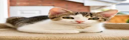 Mixed Breed cats for sale: 2 beautiful, well-socialized kittens  - Advert 9