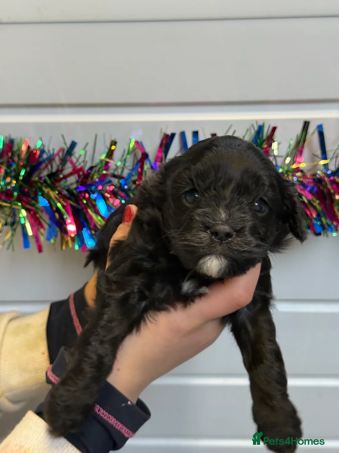 Cavapoo dogs for sale: Ready Now Stunning F1 Cavapoo boy - Advert 11