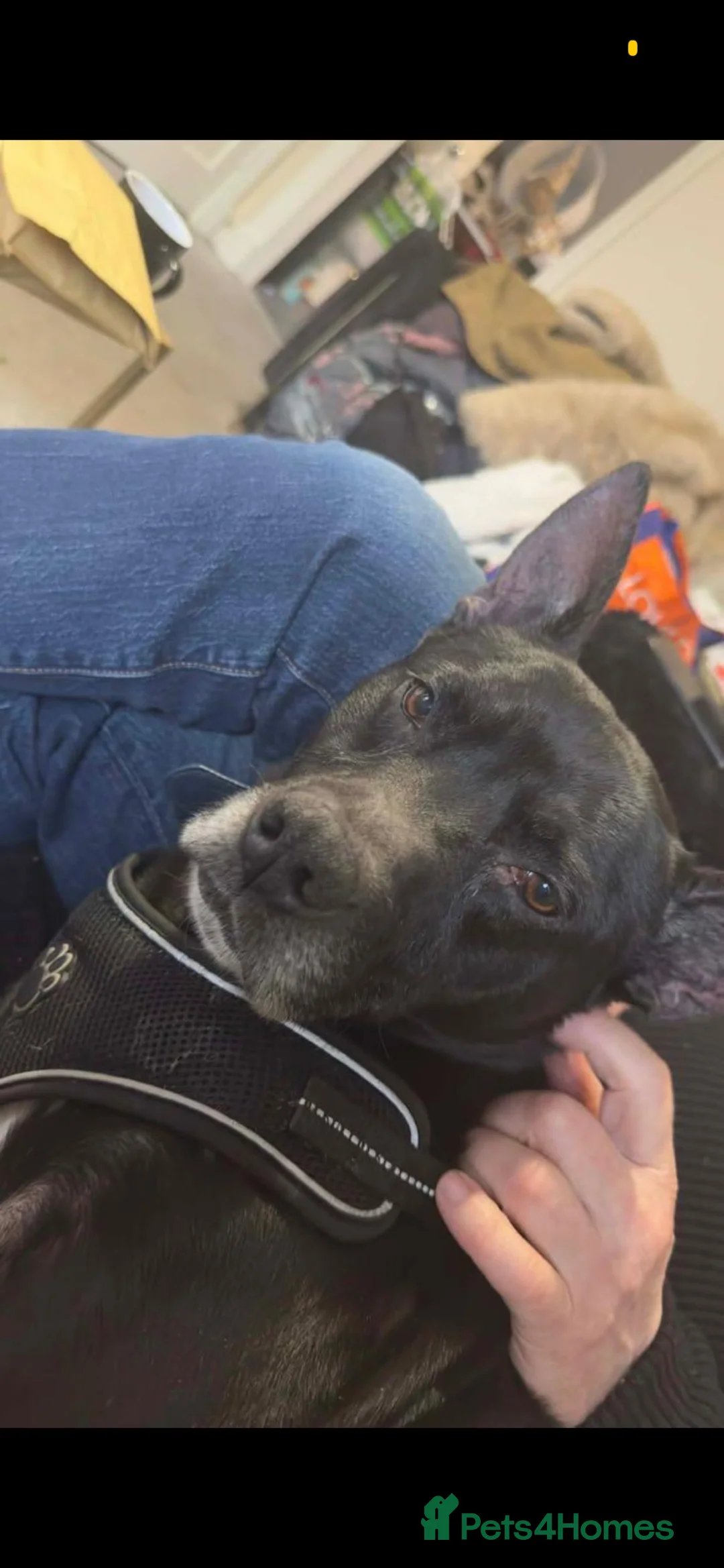 Mixed Breed dogs for sale: Staffy cross needing rehoming! - Advert 5