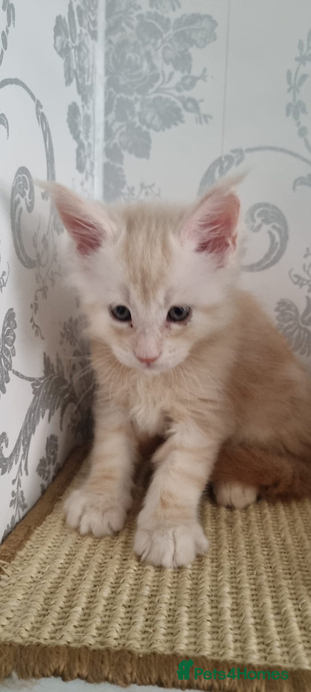 Maine Coon cats for sale: 2 Stunning Cream Pedigree Mainecoons Available  - Image 4