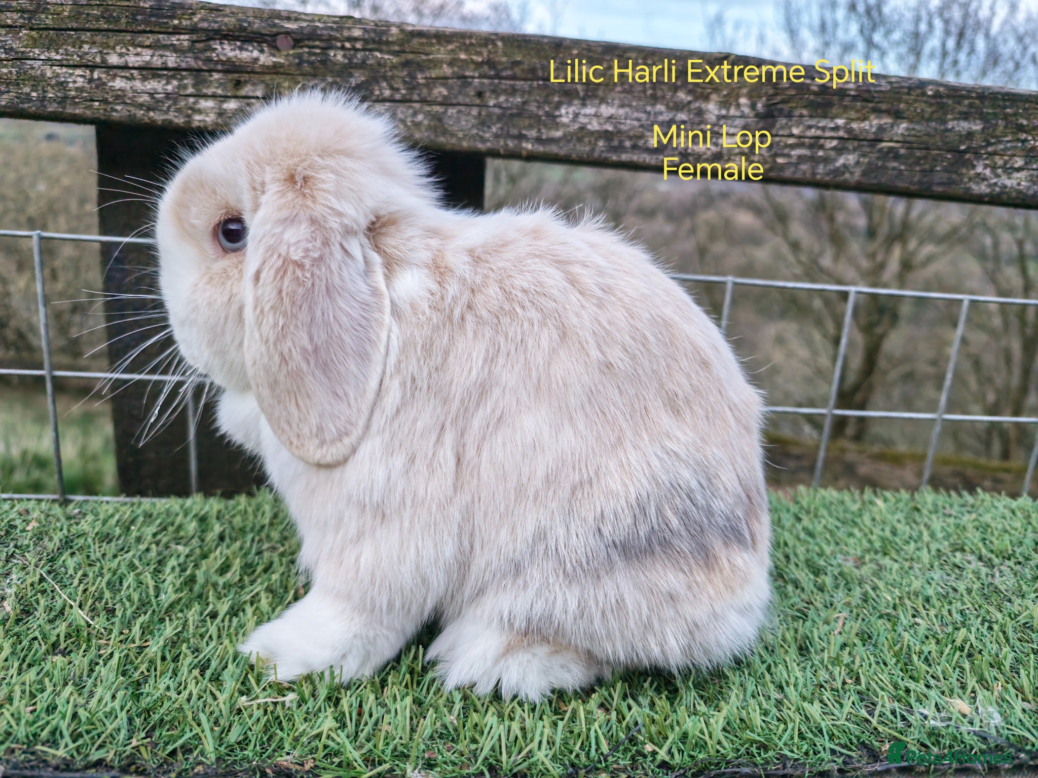 Mini Lop rabbits Various Adult Mini Lops - Advert 12