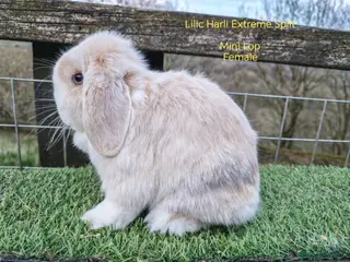 Mini Lop rabbits Various Adult Mini Lops - Advert 2