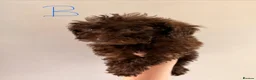 Miniature Poodle dogs for sale: Miniature poodle pups ready for their forever home - Advert 4