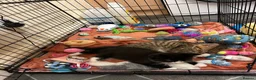 Bengal cats for sale: Kitten’s and mother are ready for there homes - Advert 10