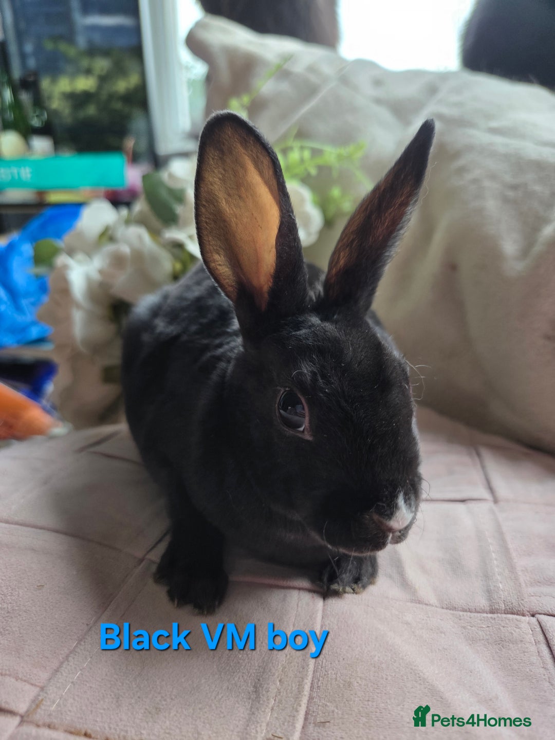 Rex rabbits for sale: 🐰 Beautiful mini rex babies 🐰 - Advert 21