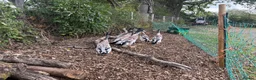 Ducks poultry for sale: Indian Runner duck drakes  - Advert 4